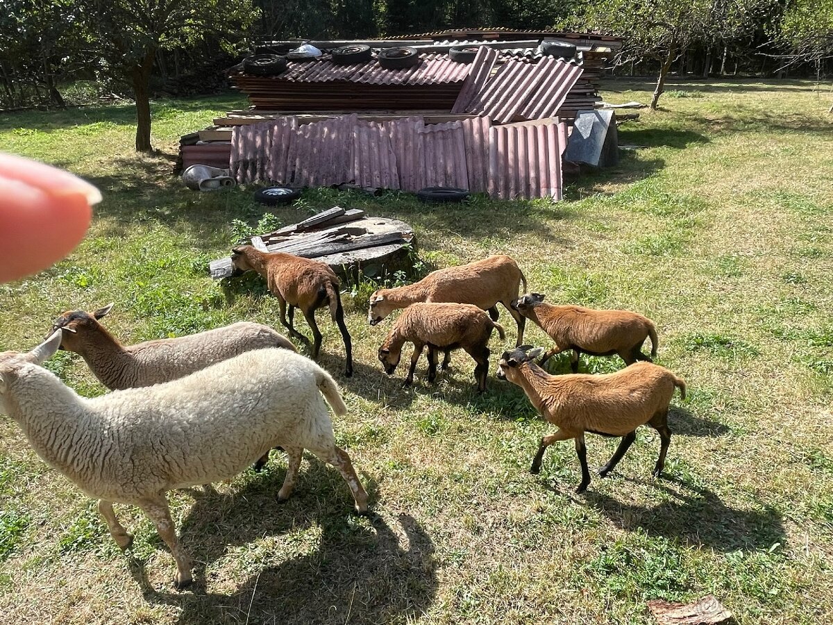 Prodám ovce kamerunské - 4