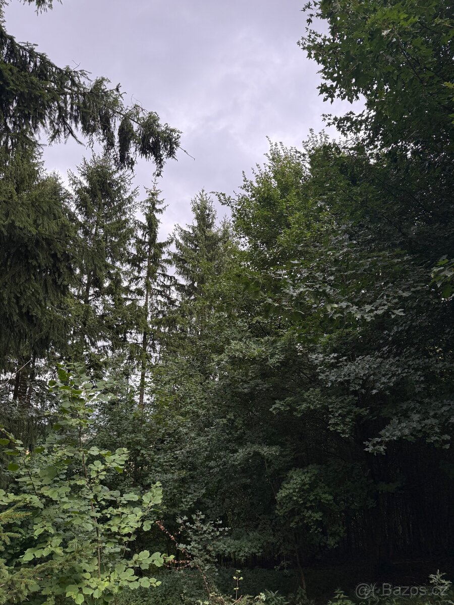 Prodej lesa Drnovice u Valašských Klobouk - 2294m2 - 4