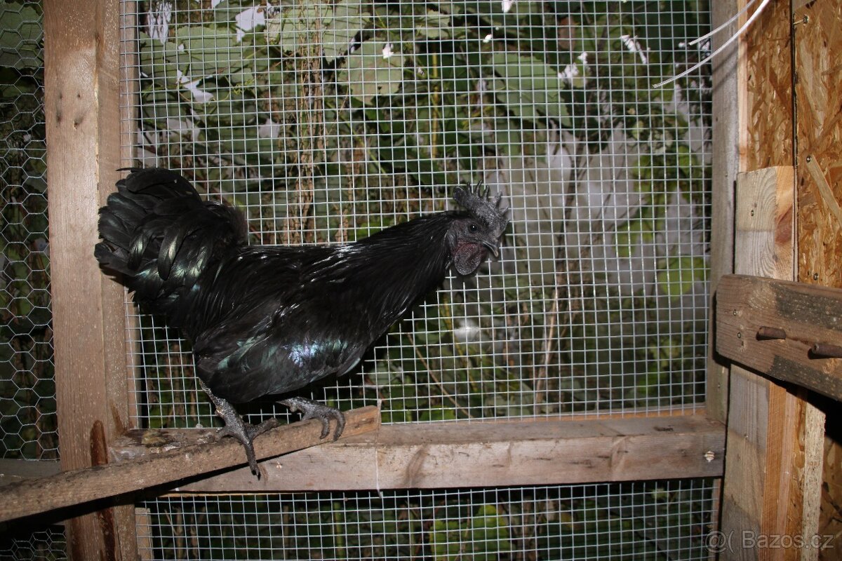 Kohouti leghorn + ayam cemani - 4