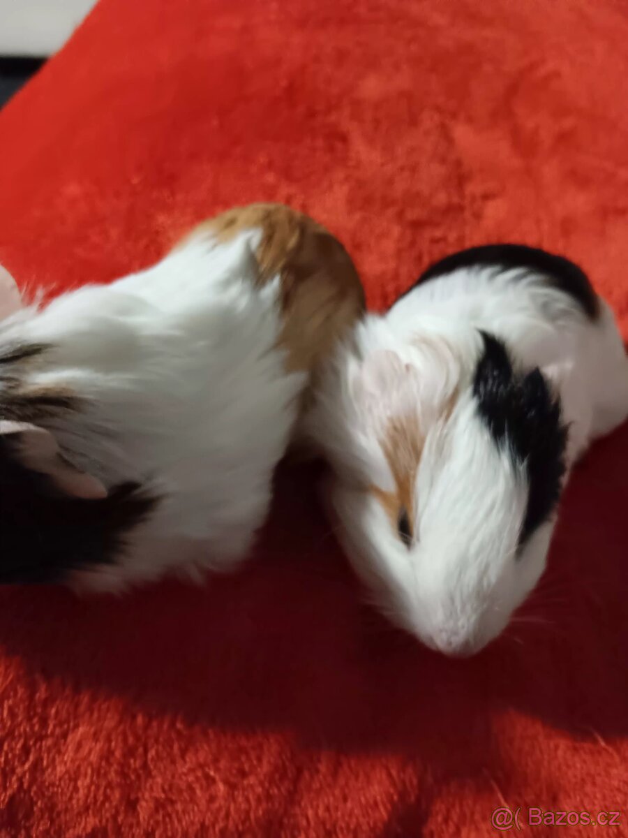 Morčátka - samci - 4