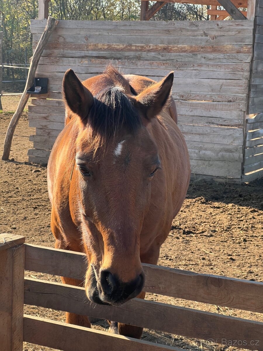 Kobylka na predaj - 4