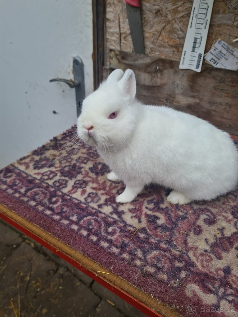 Hermelín červenooký - 4