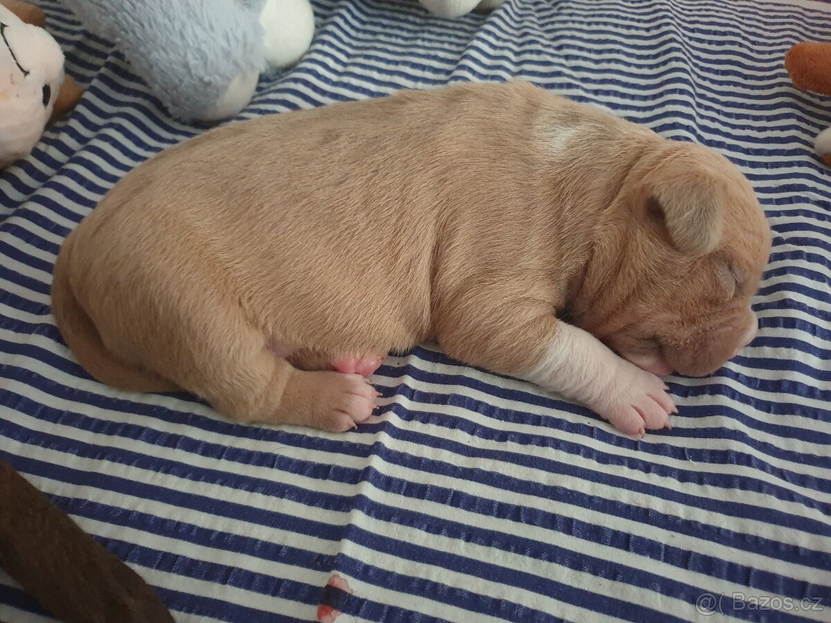 American Bully pocket - 4