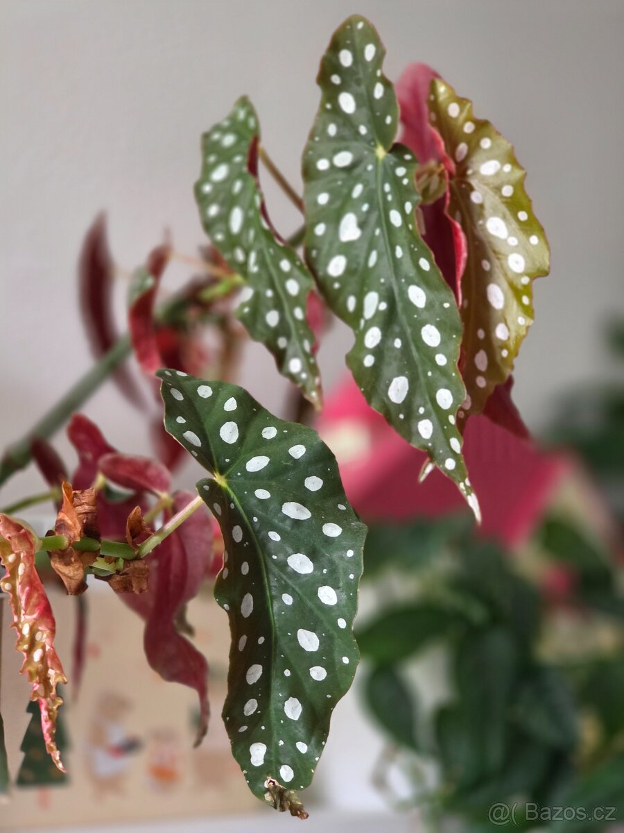 Rostlinné přebytky - 4