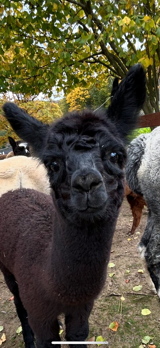 Lama Alpaka 2 samičky - 4