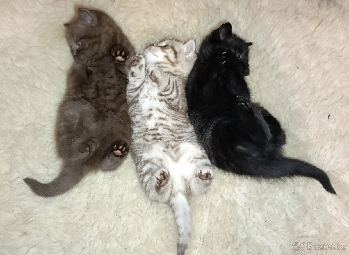 Britská koťata - 4
