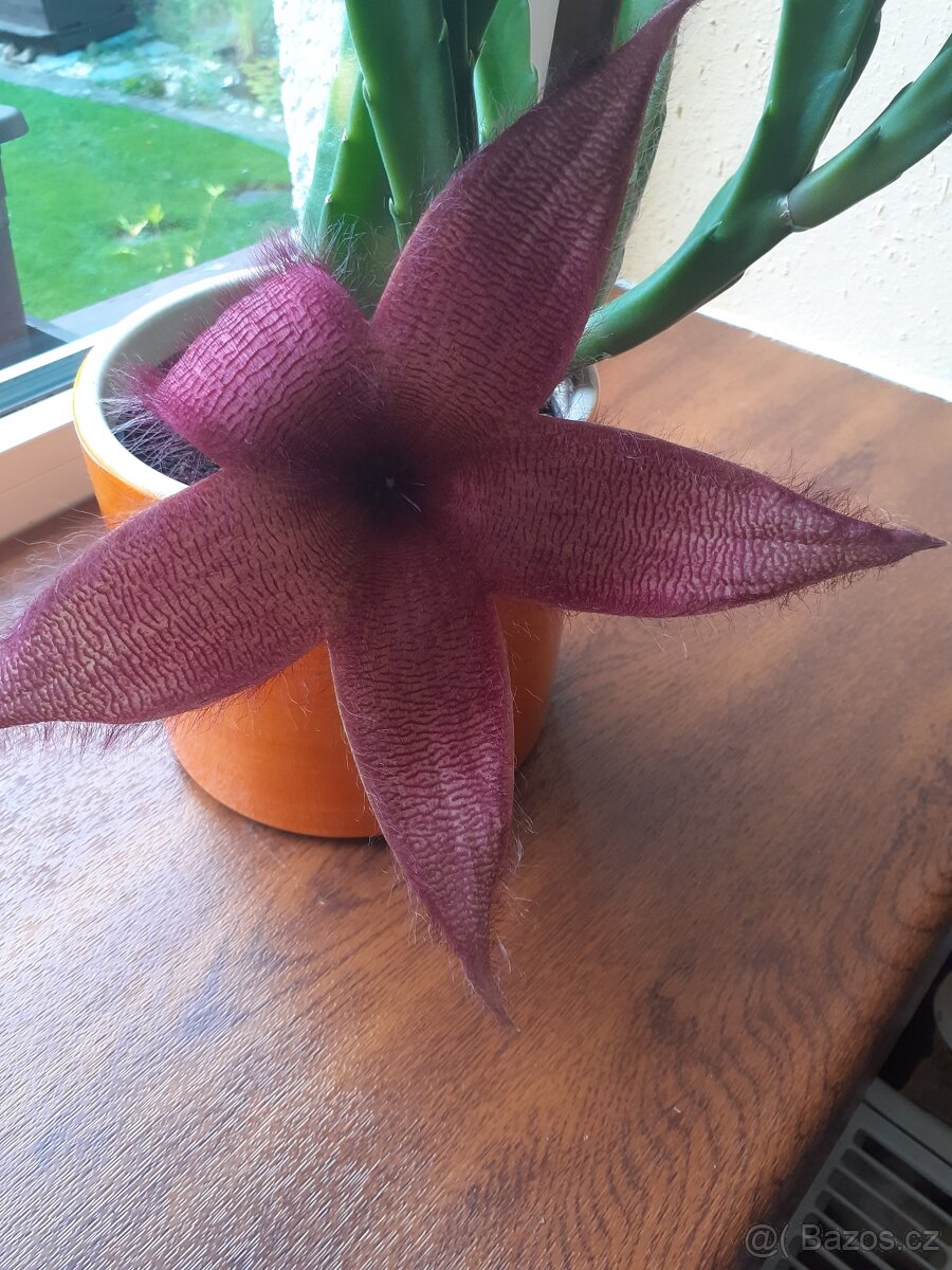 pokojové rostliny - 4