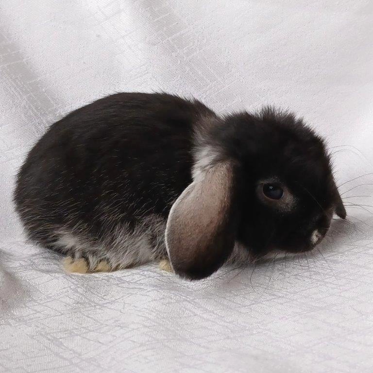 Zakrslí beránci,teddy a bílopesíkatí králíčci s rodokmenem - 4