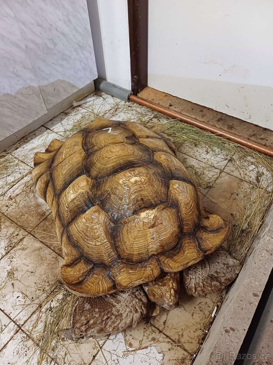 Koupím želvy pro které nemáte misto - 4