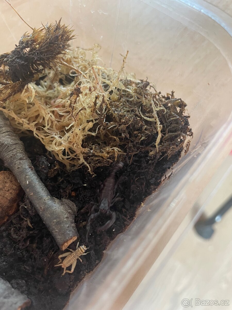 Heterometrus petersii - 4