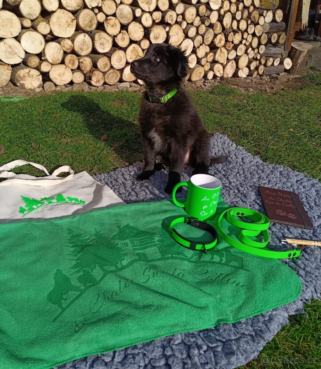 Pyrenejský ovčák FACE RASE s PP - 4