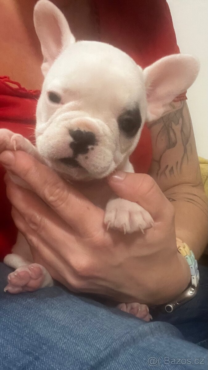 Štěňata francouzský buldoček - 4