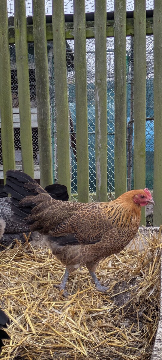 Kuřice České Zlaté/stříbrné Kropenaté - 4