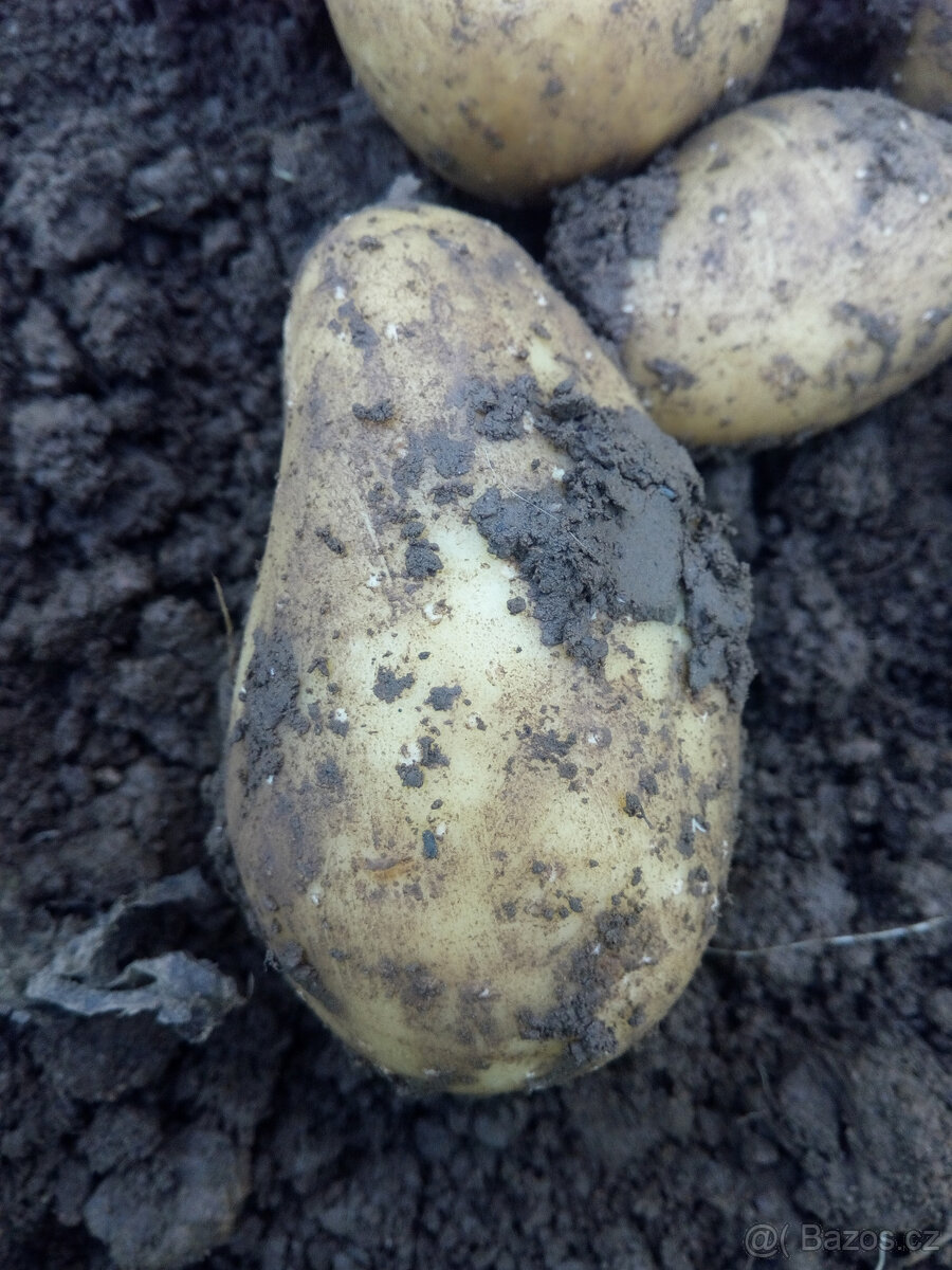 Brambory konzumní, krmné i sadbové – doprodej - 4