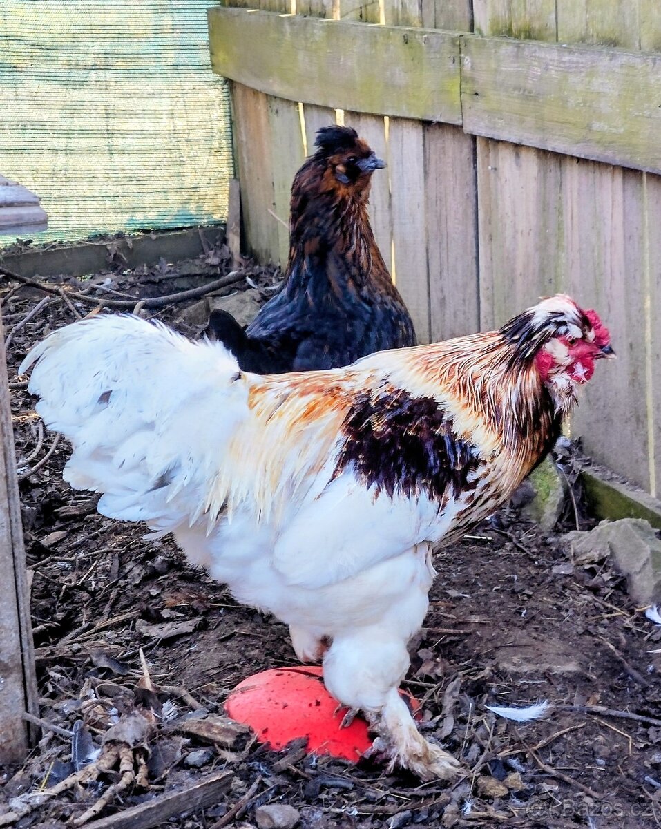 Kohout 🐓 - daruji - 4