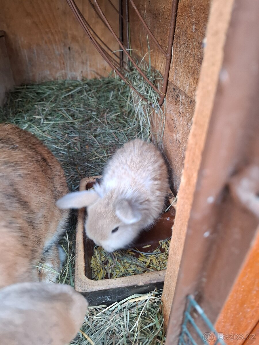 Zakrsli beránek - 4