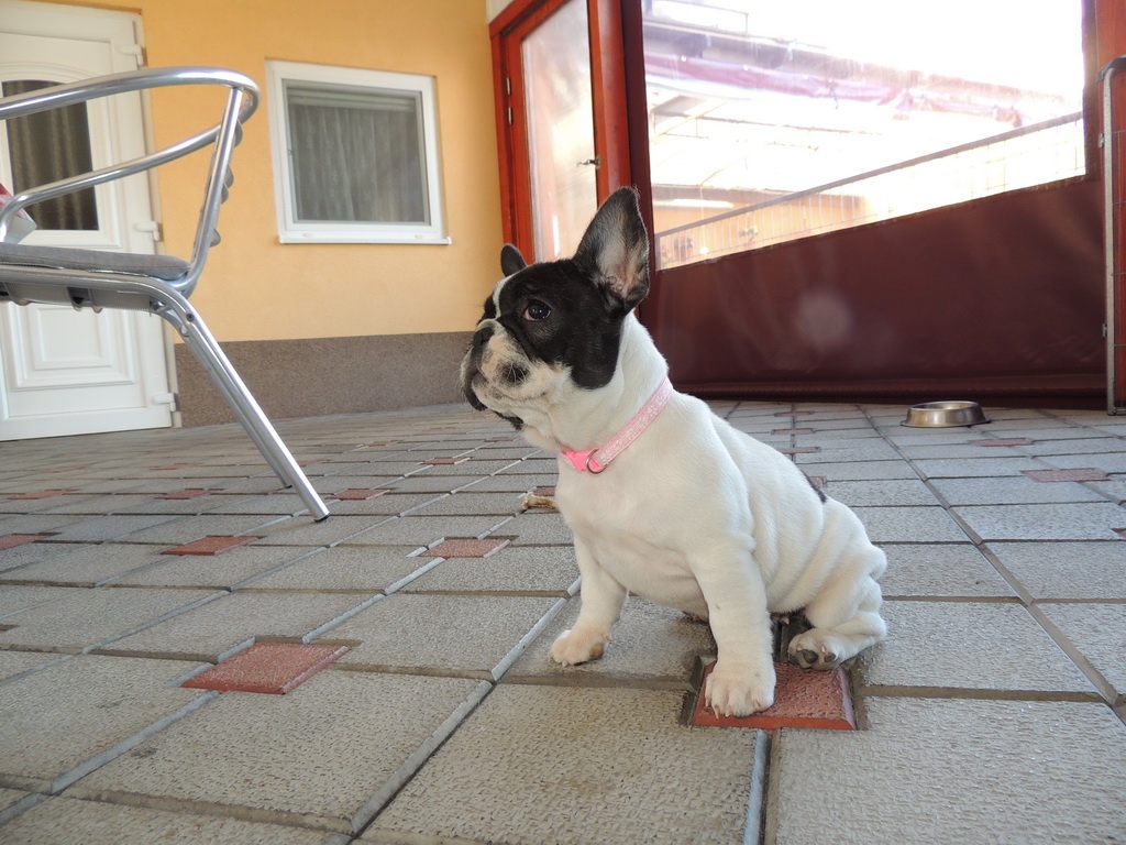Francouzský buldoček S PP. - 4