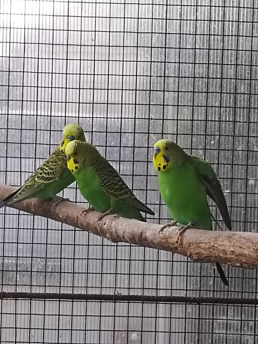 Andulka vlnkovaná - 4