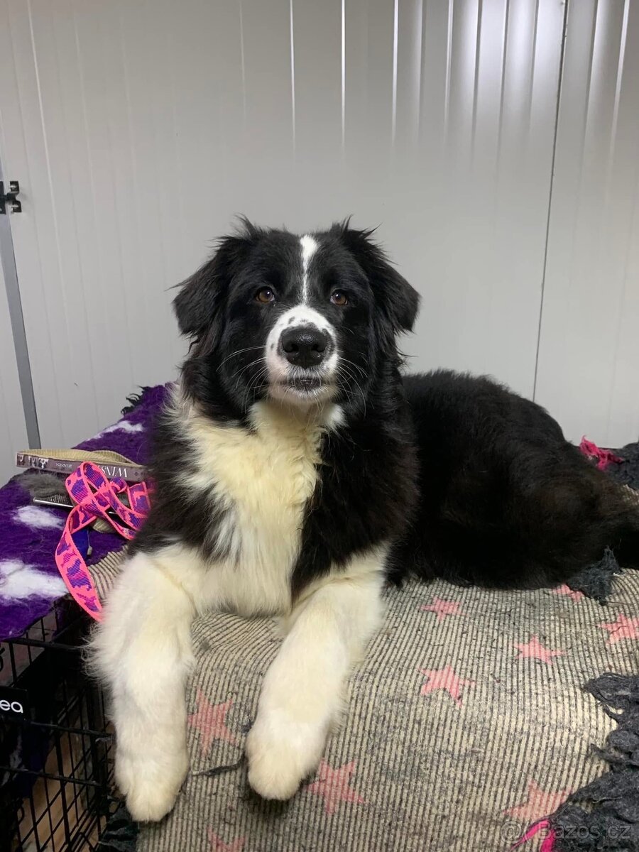 Australský ovčák dospělá samice - 4