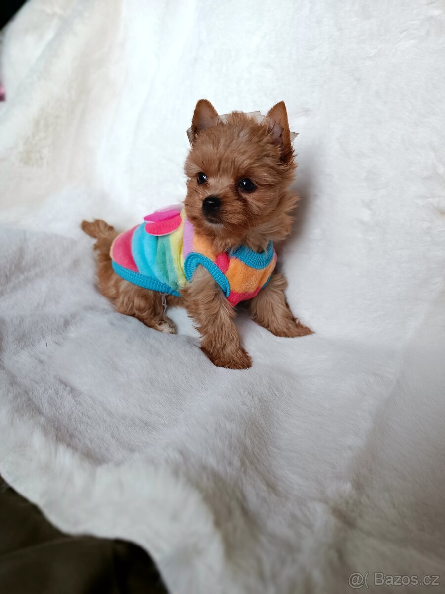 Jorkšírský teriér ve vzácné barvě zlaté s PP - 4