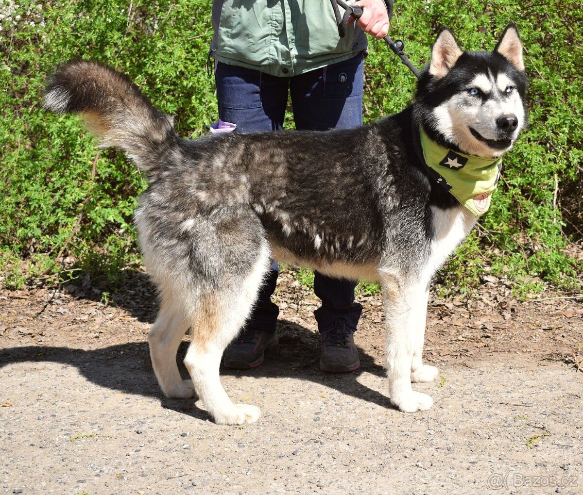 PUMA K ADOPCI - přátelský hasky - 4