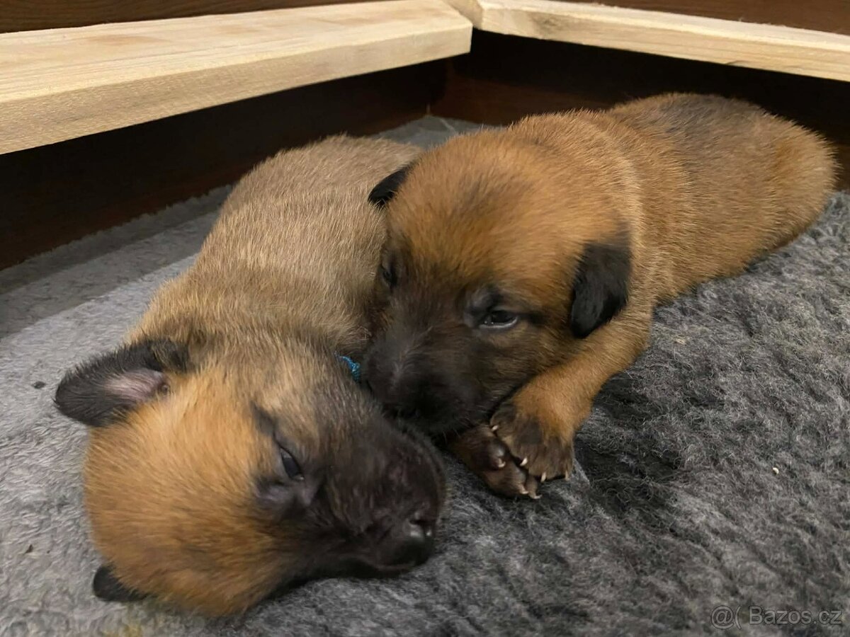 Štěňata Belgického ovčáka s PP - 4