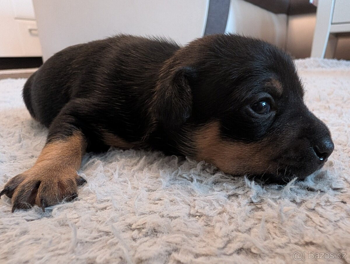 Čistokrevný mexický naháč mini štěňata - 4