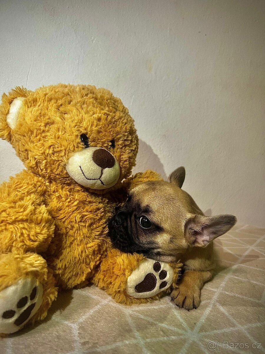 Francouzský buldoček - 4