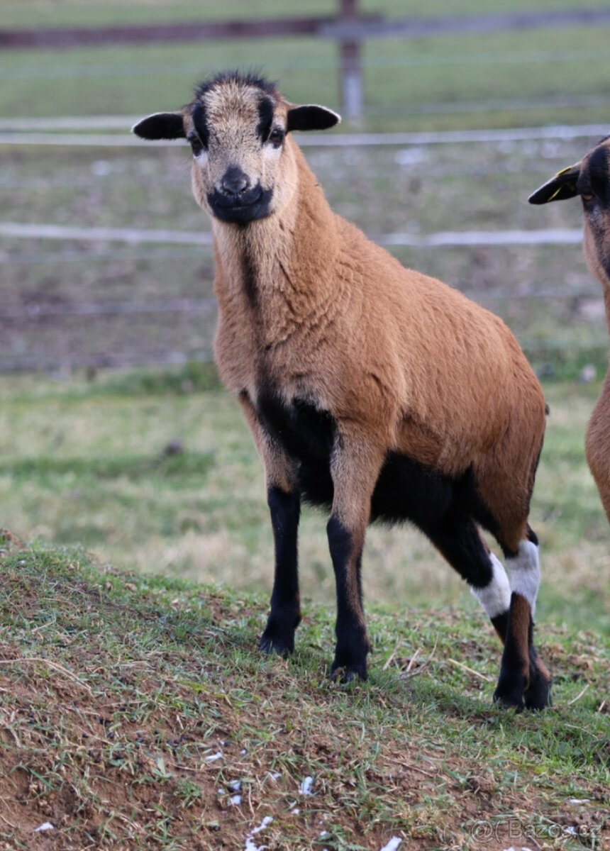 Kamerunské ovce na spásání nebo do trouby - 4