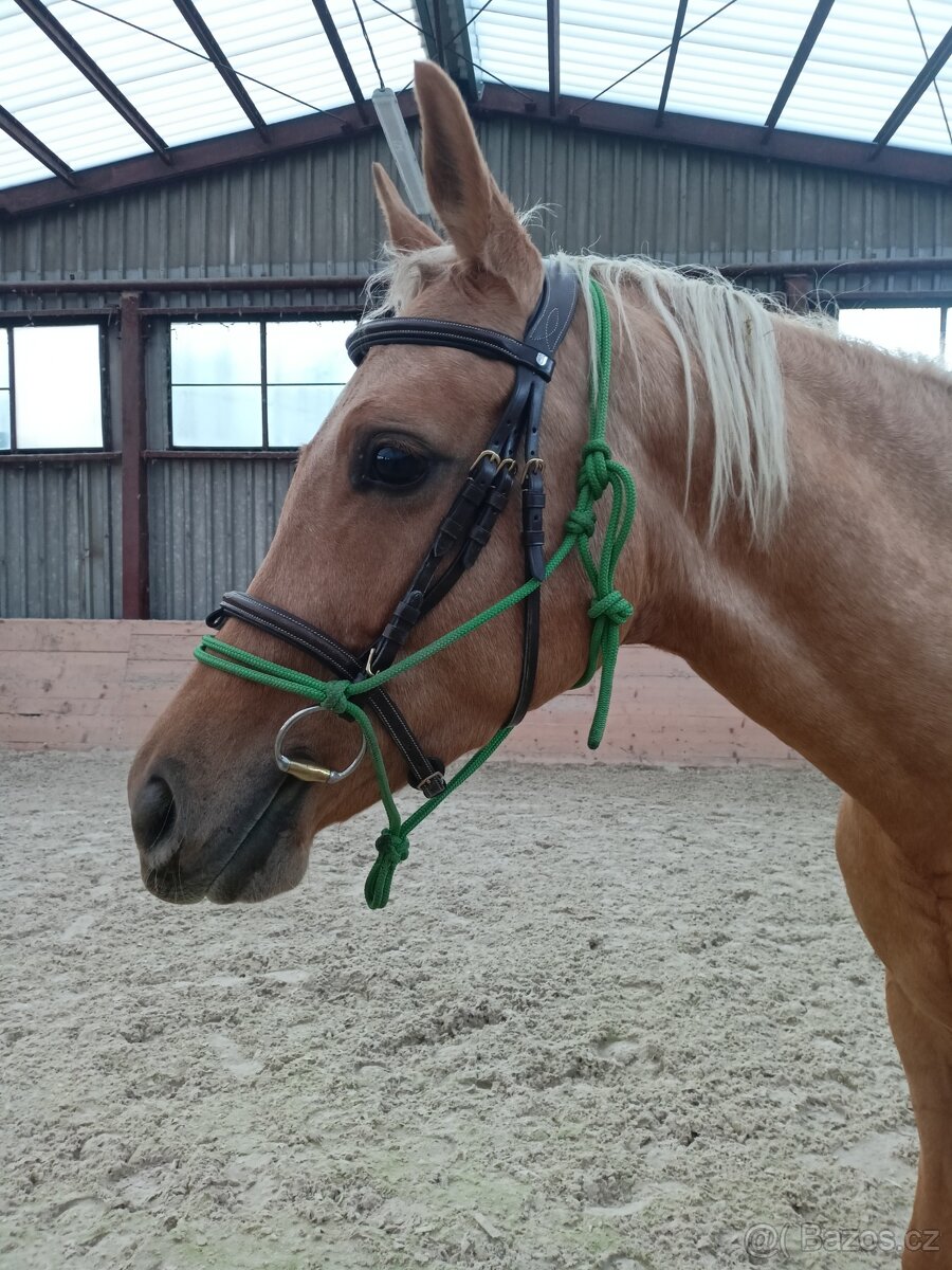 Tříletá klisna po CANNON REUVECAMP'S Z - 4