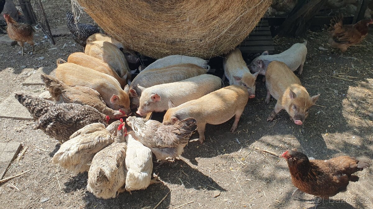 Vietnamské sele - 4