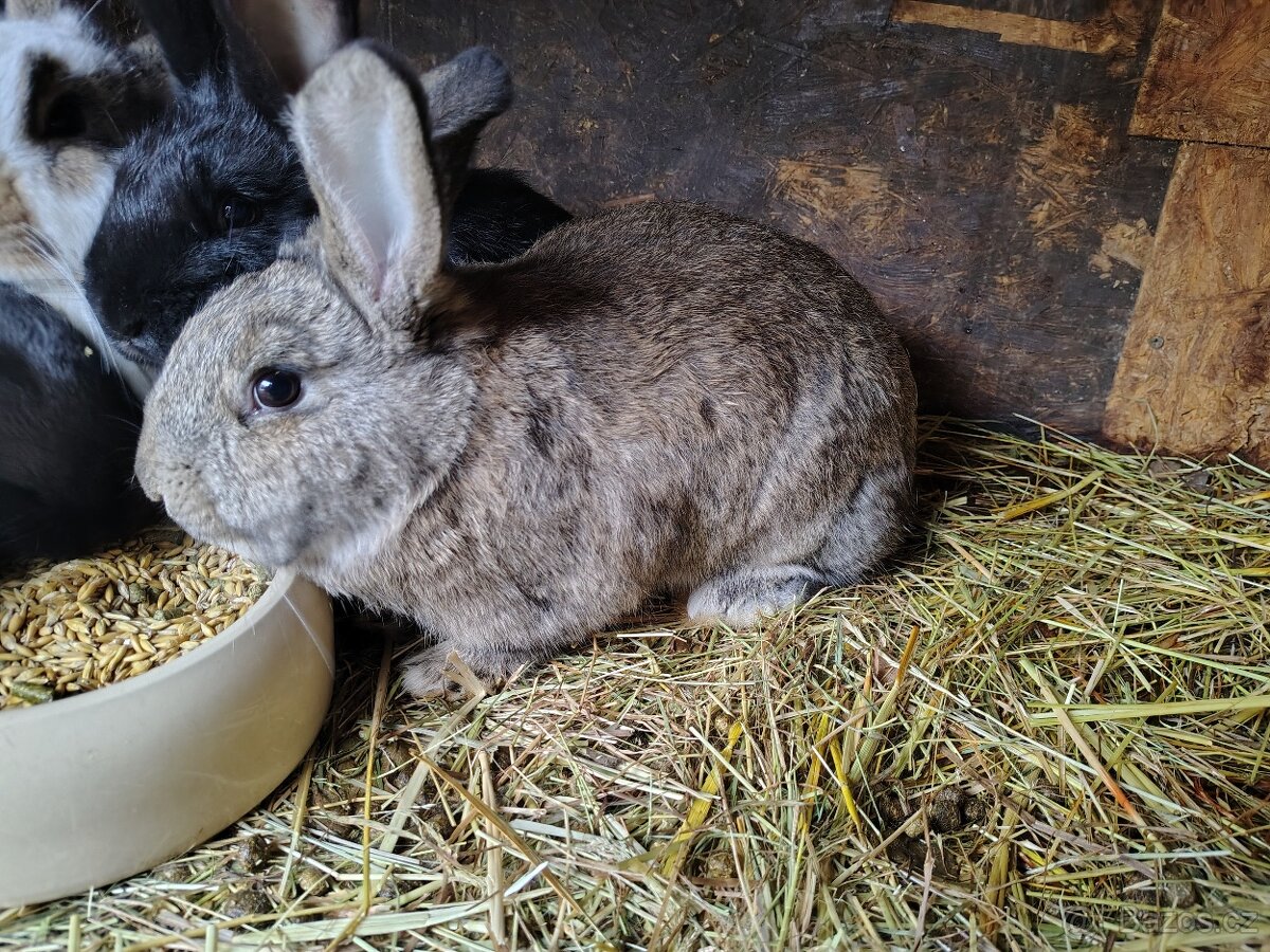 Králíci - samice - 4