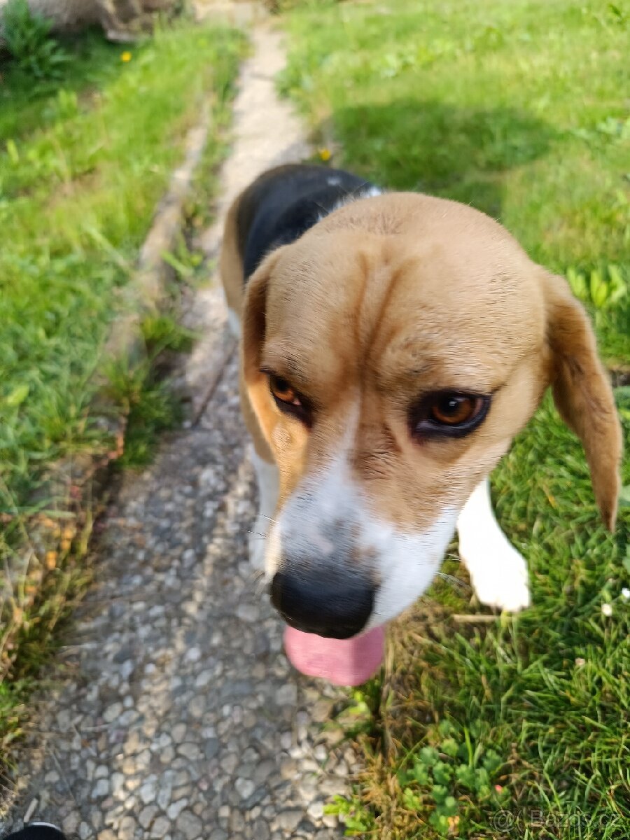 Beagl krytí - 4