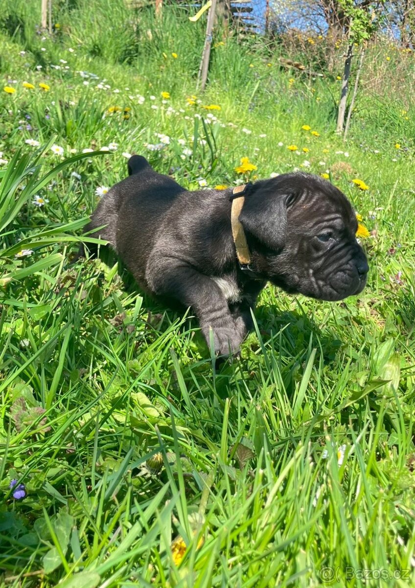 Cane Corso - 4