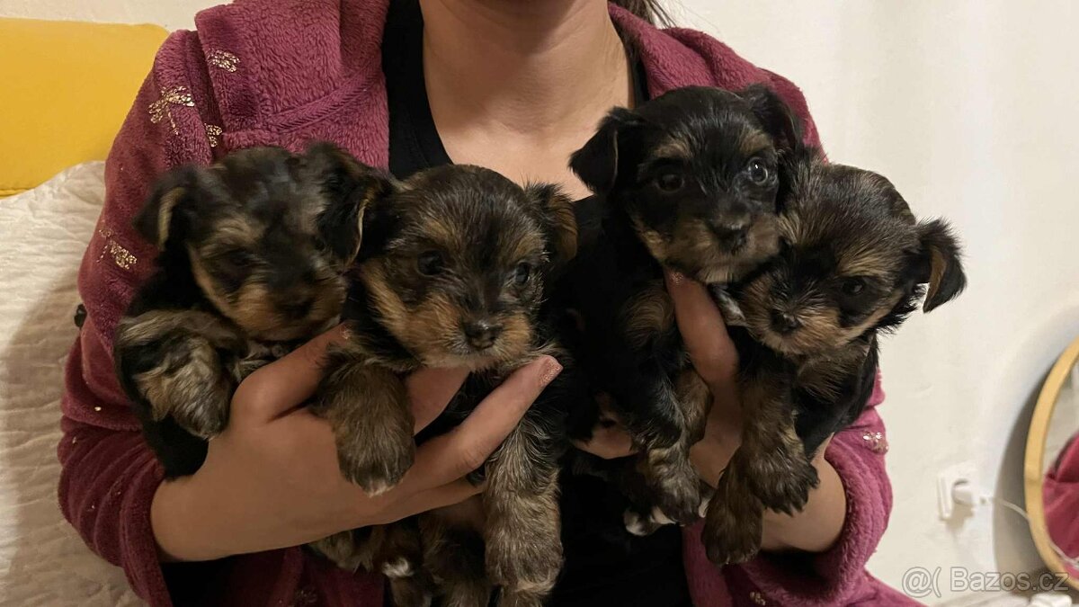 YORKŠÍRSKÝ TERIÉR - 4