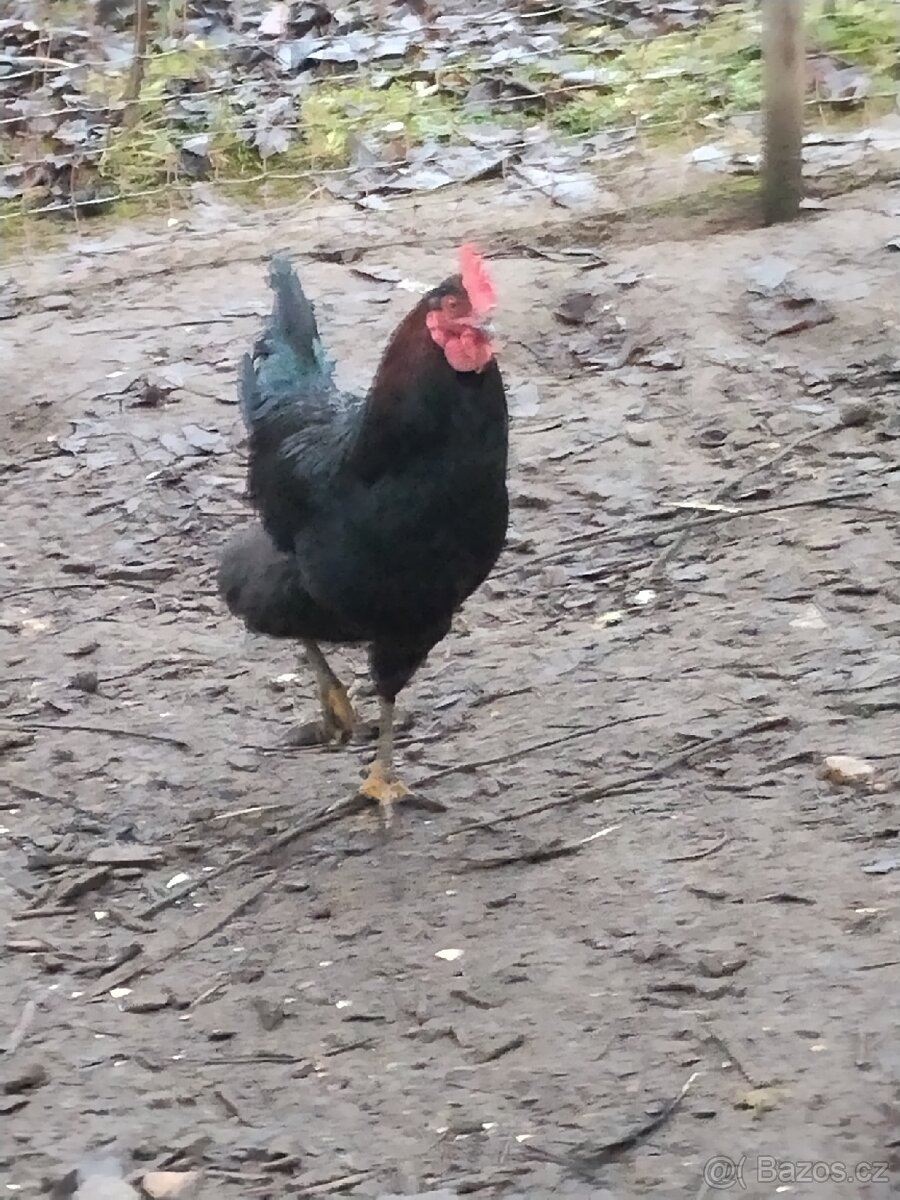 Kohouti zdarma - 4