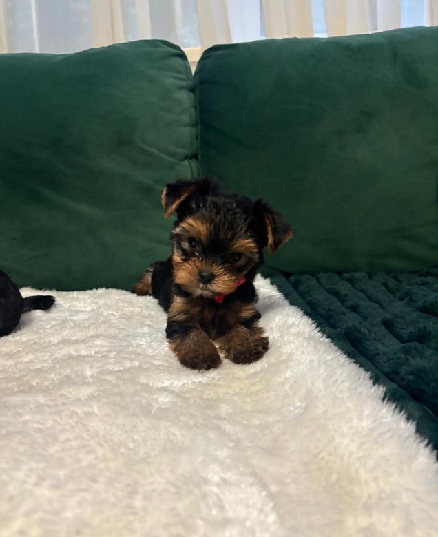 Jorkšírský teriér - 4