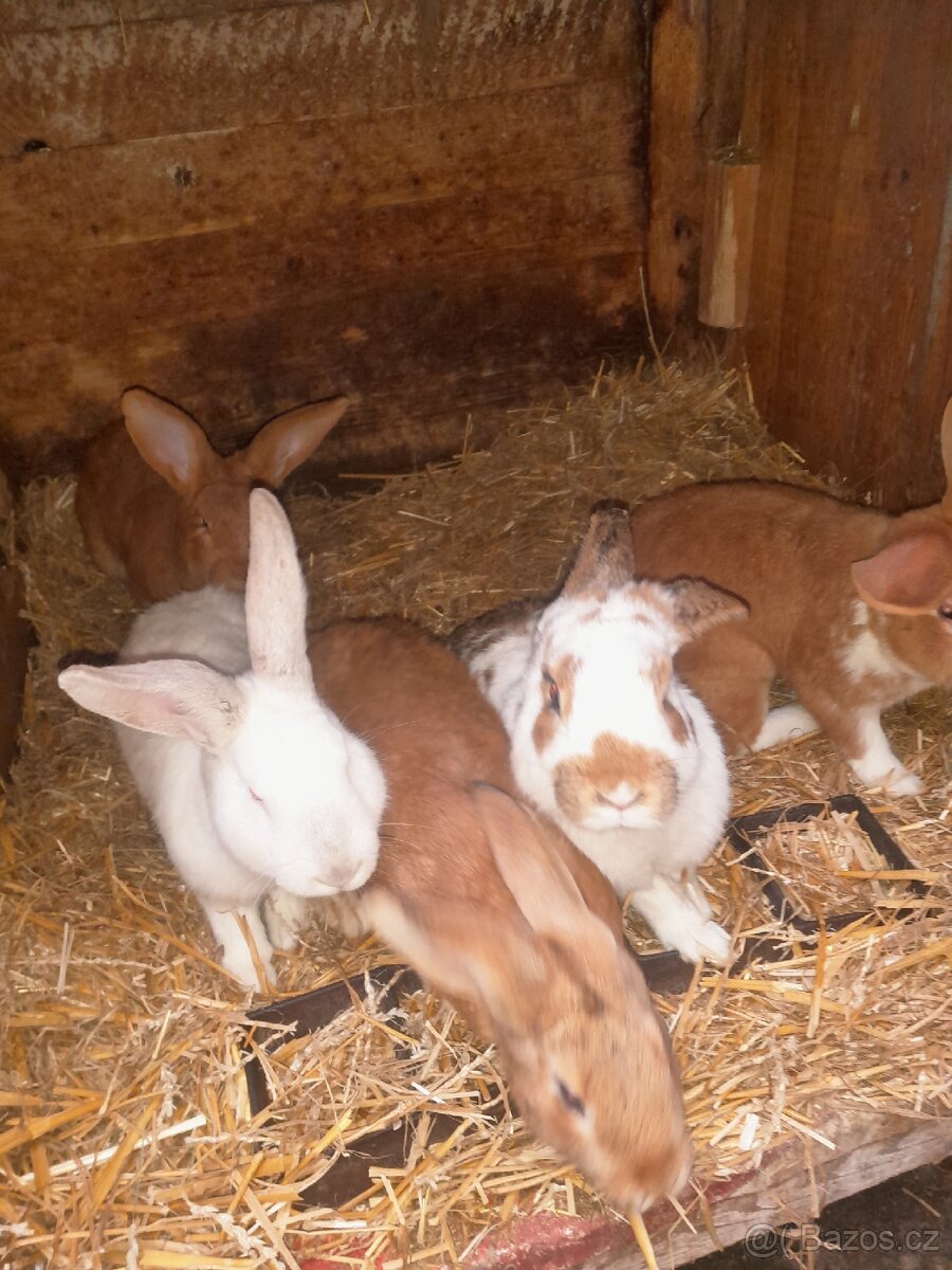 Prodám králíky - 4