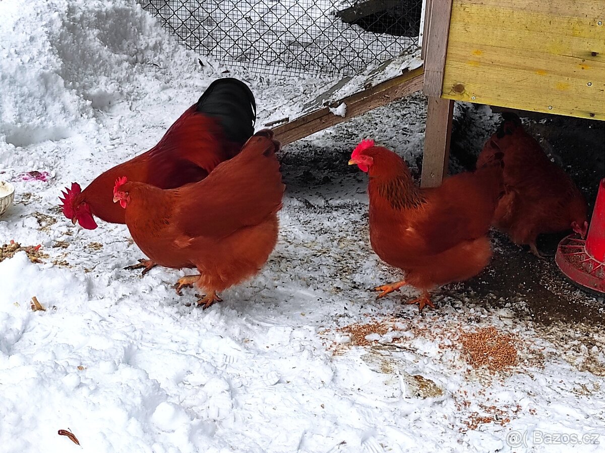 Násadová vejce a kuřata Hempšírka - 4