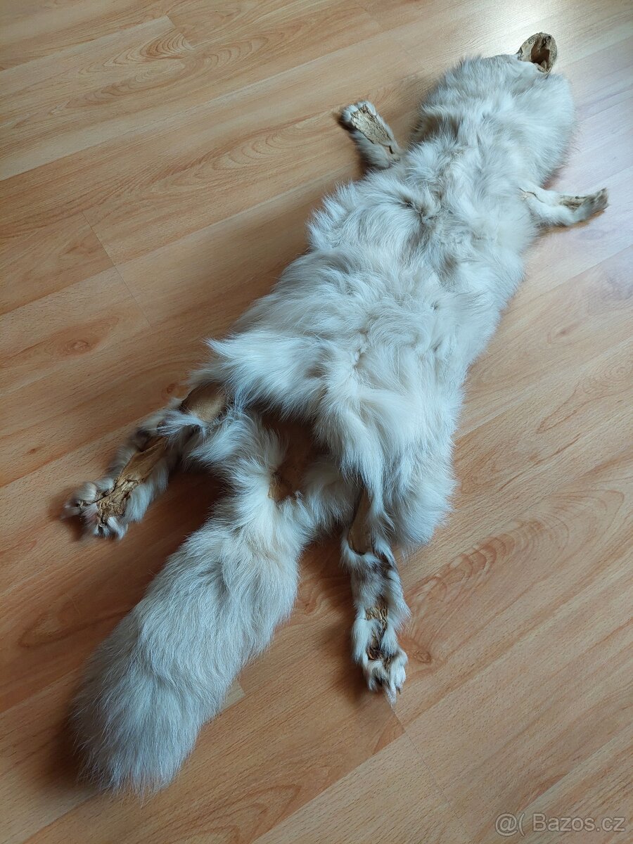 Stříbrná liška - 4