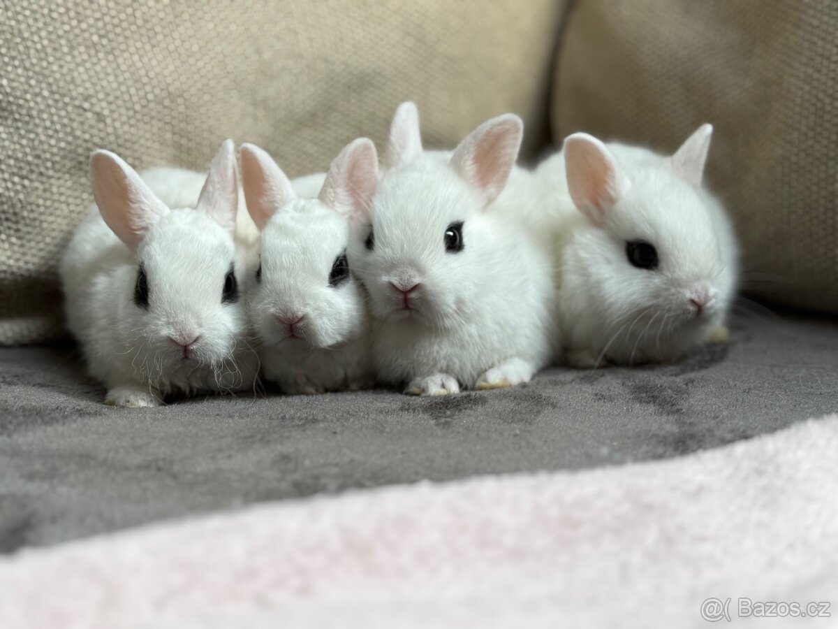 Zakrslý hototský bílý s PP - 4