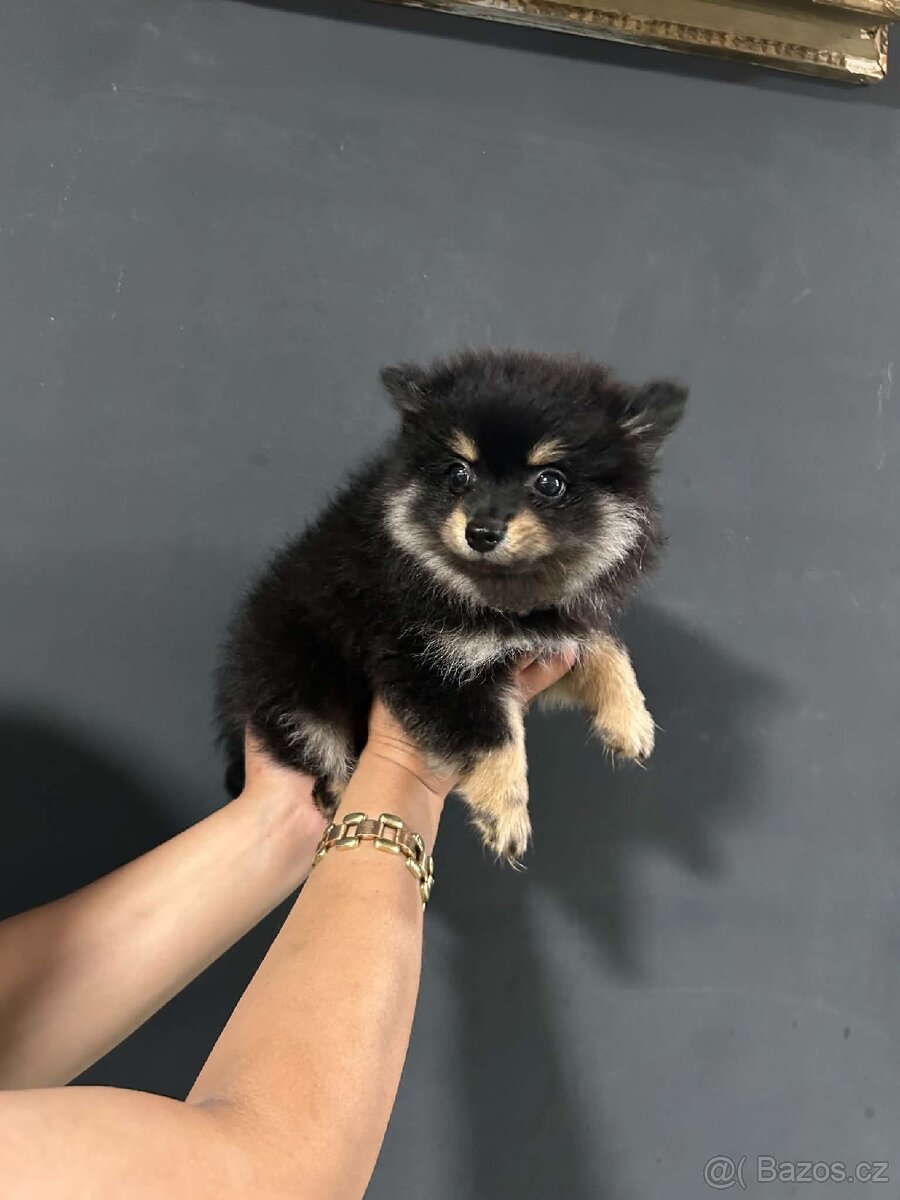 Pomeranian, Pomerian - 4