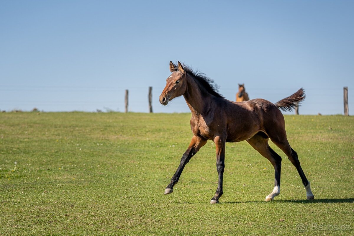 Letošní klisnička (Catango Z x Bernstein) - 4
