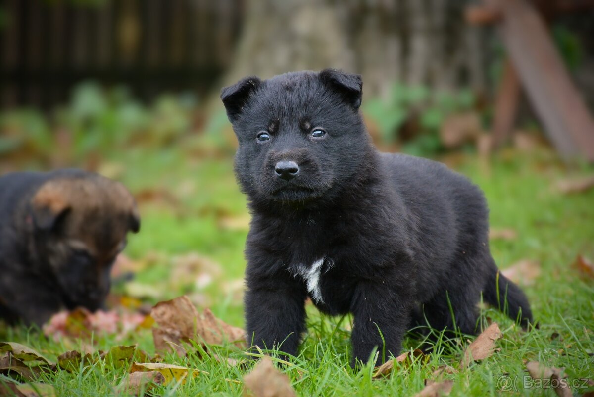 Německý ovčák s PP - 4