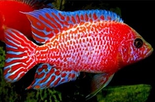 Tlamovci jezera Tanganika a Malawi. - 4