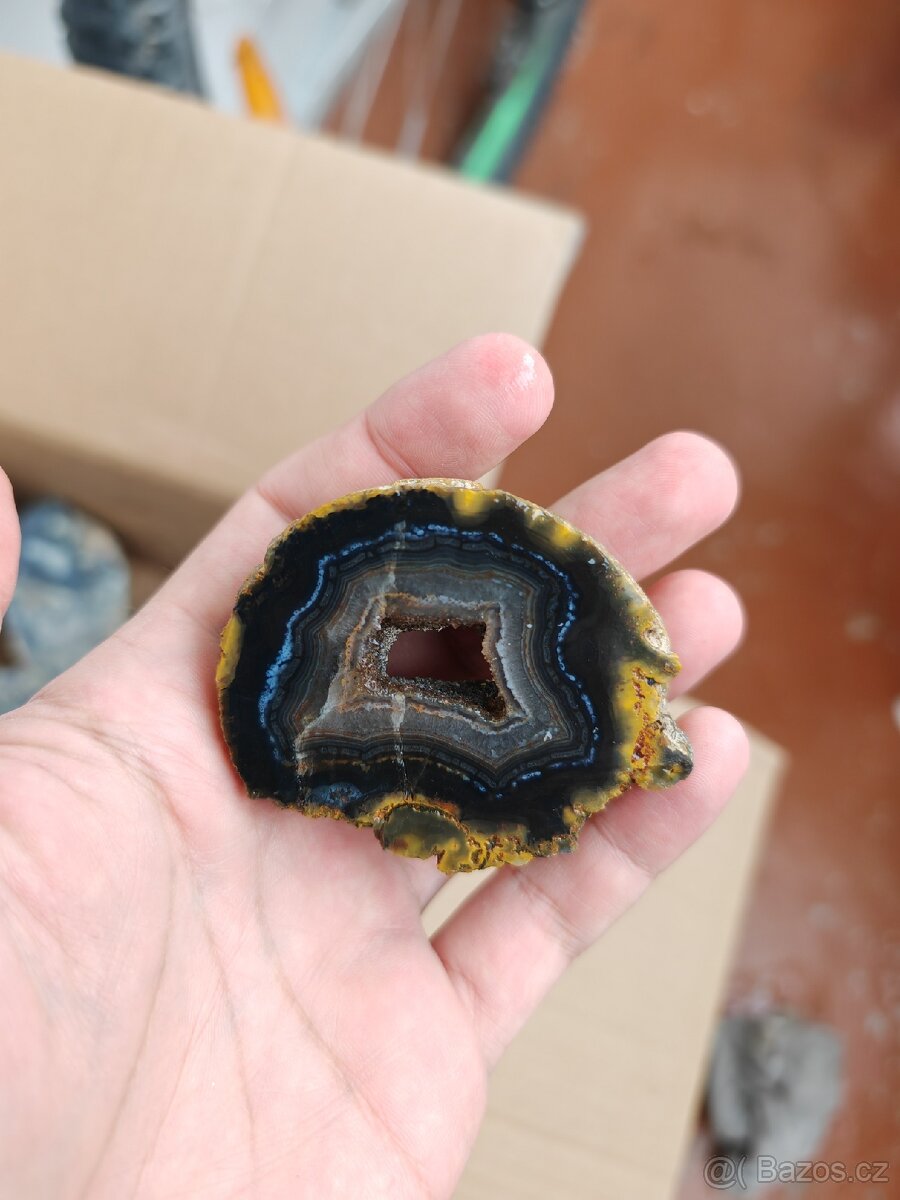 Acháty řezy Timor - 4