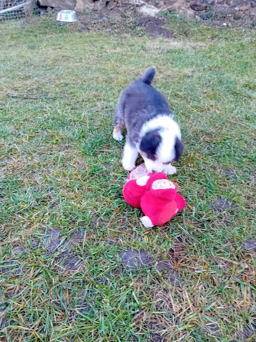 Australský ovčák štěňata - 4