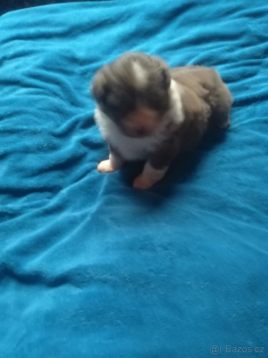 australsky ovcak - 4