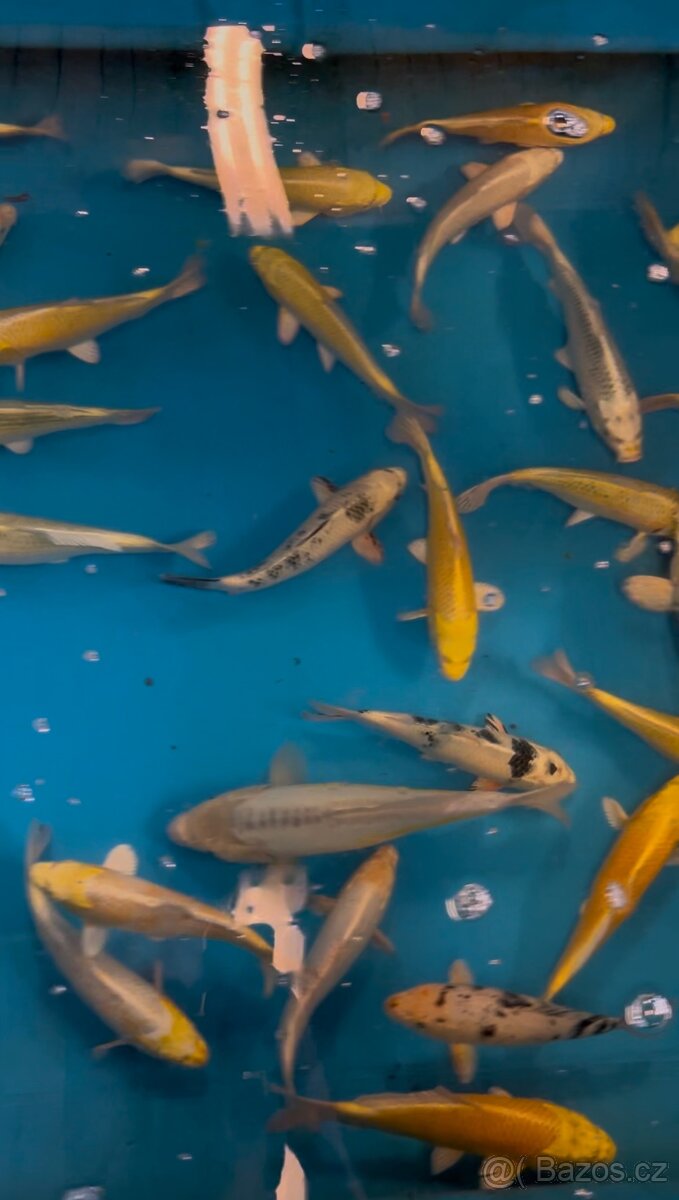 Koi kapři - 4