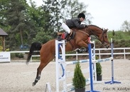 Klisna do chovu i sportu - 4